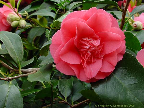 Camellia japonica
