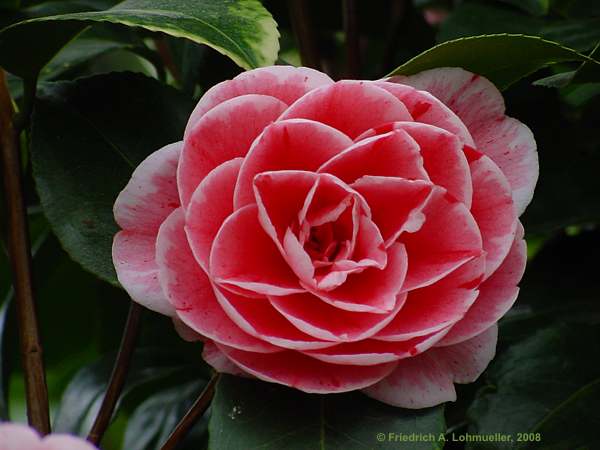 Camellia japonica