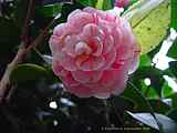 Camellia japonica