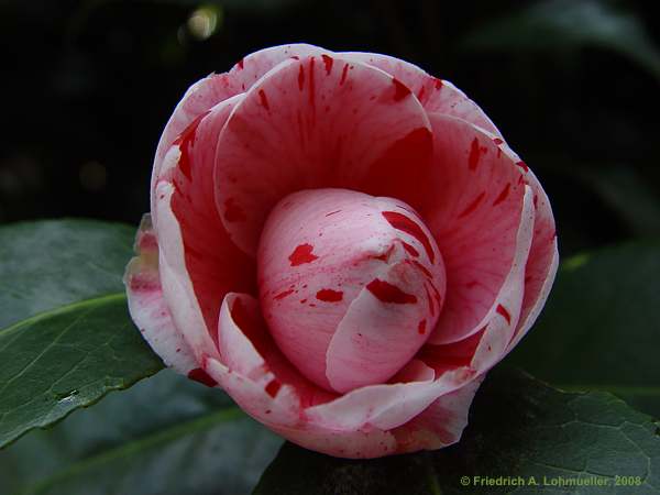 Camellia japonica