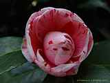 Camellia japonica cv