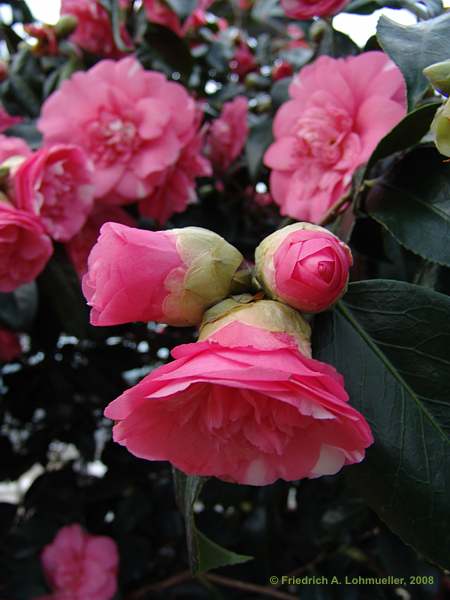Camellia japonica