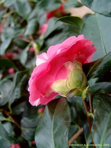 Camellia japonica