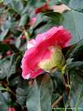 Camellia japonica cv