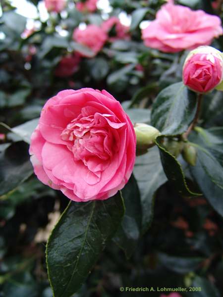 Camellia japonica