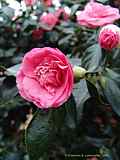 Camellia japonica cv