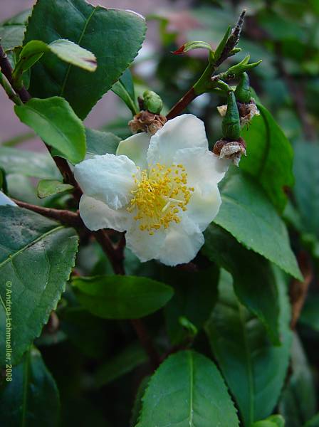 Camellia sinensis