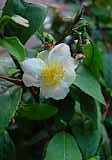 Camellia sinensis