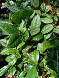 Camellia sinensis