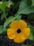 Thunbergia alata