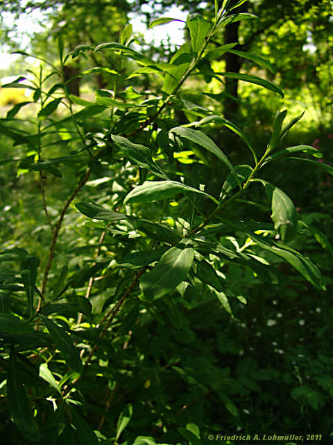 Daphne mezereum