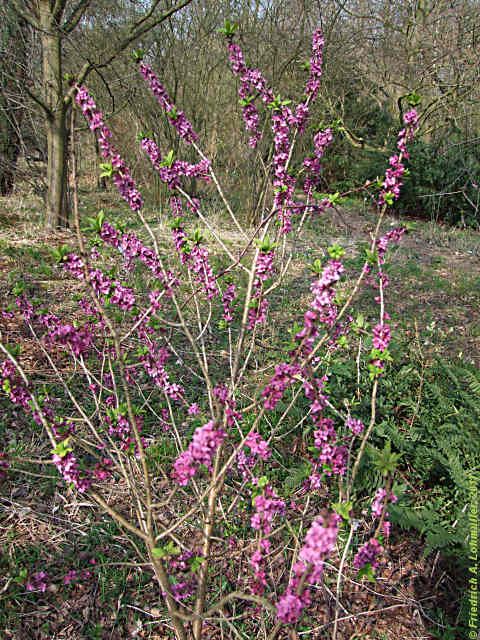 Daphne mezereum