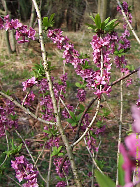 Daphne mezereum