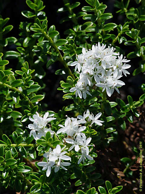 Pimelea ferruginea