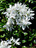 Pimelea ferruginea