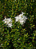 Pimelea ferruginea