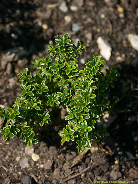 Pimelea ferruginea