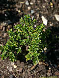 Pimelea ferruginea