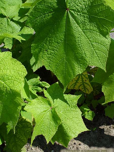 Sparmannia africana