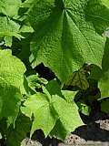 Sparmannia africana