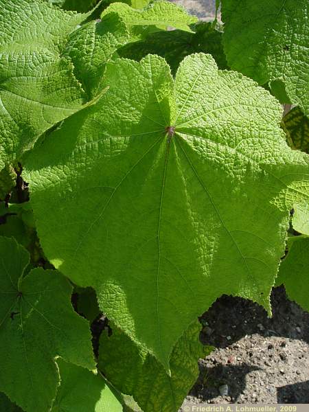 Sparmannia africana