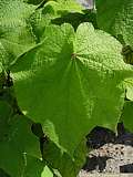 Sparmannia africana