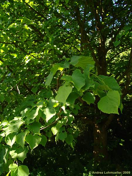 Tilia cordata