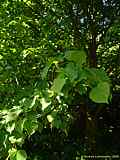 Tilia cordata