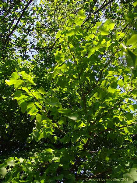 Tilia cordata