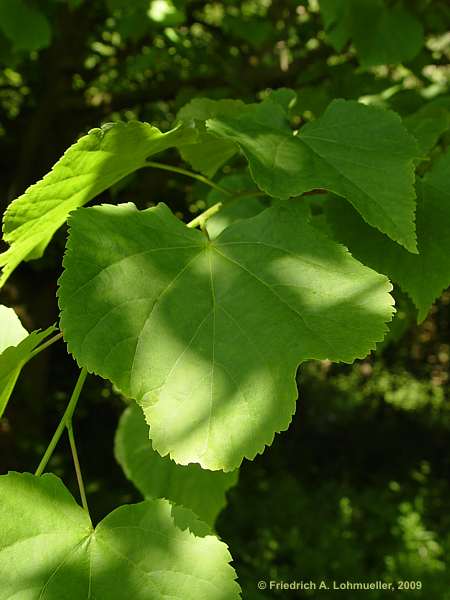 Tilia cordata