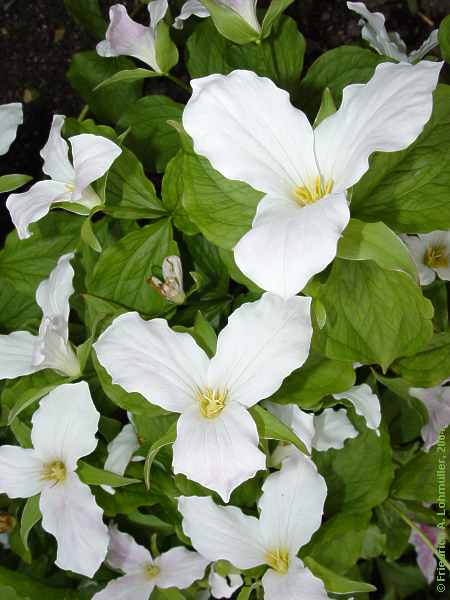 Trillium grandiflorum