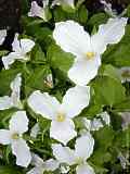 Trillium grandiflorum