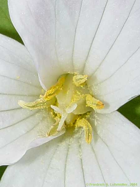 Trillium grandiflorum