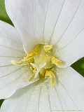 Trillium grandiflorum