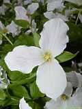 Trillium grandiflorum