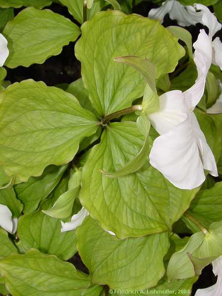 Trillium grandiflorum