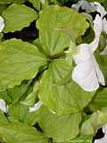 Trillium grandiflorum