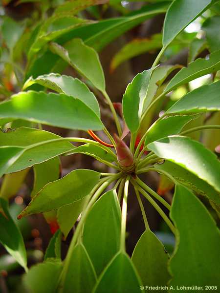 Trochodendron aralioides