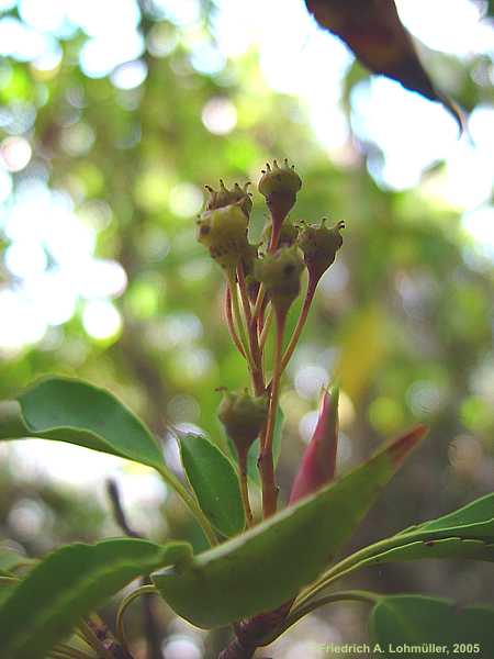 Trochodendron aralioides