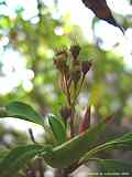 Trochodendron aralioides