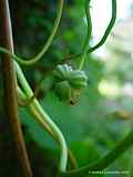 Tropaeolum majus