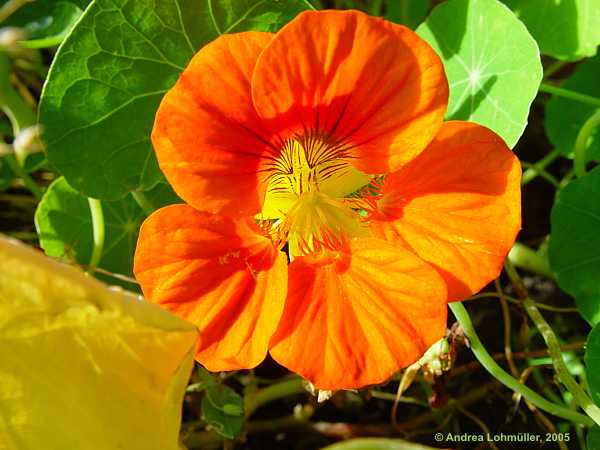 Tropaeolum majus