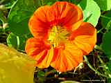 Tropaeolum majus