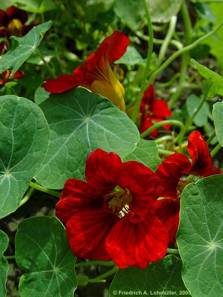 Tropaeolum majus