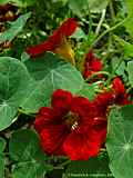 Tropaeolum majus