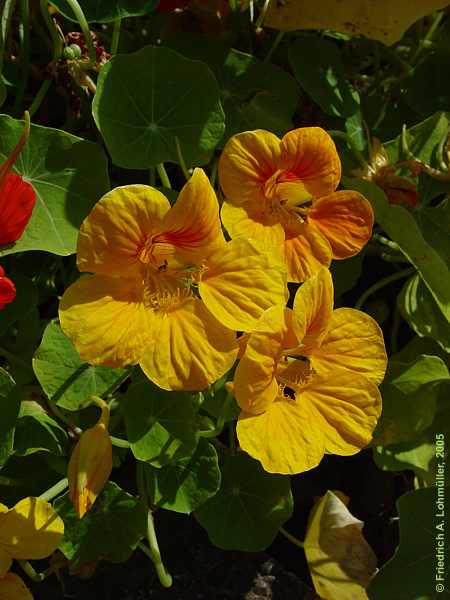 Tropaeolum majus