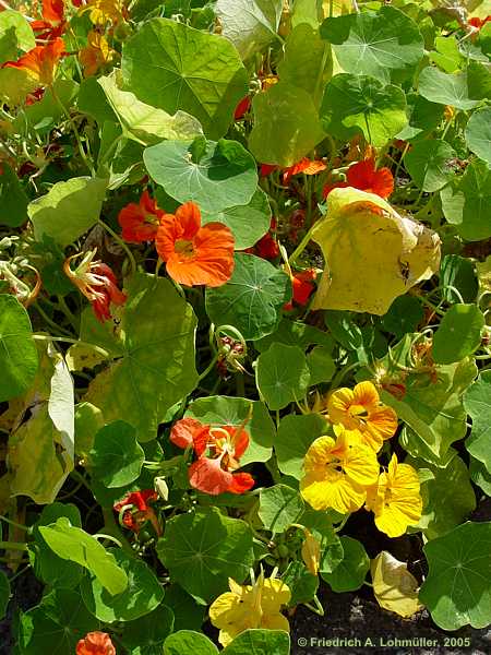 Tropaeolum majus