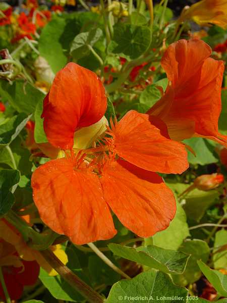 Tropaeolum majus