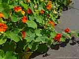 Tropaeolum majus