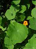 Tropaeolum majus